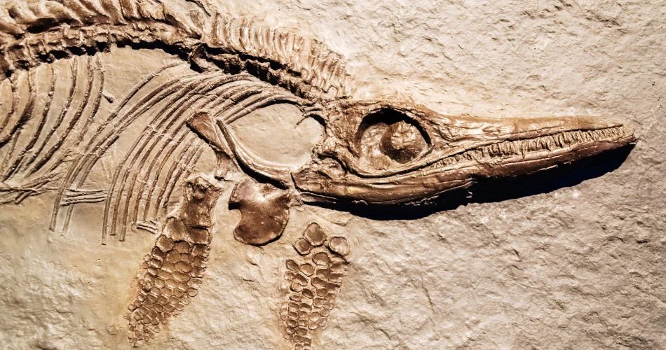 查特拉帕蒂·希瓦吉·马哈拉杰博物馆的艺术与历史